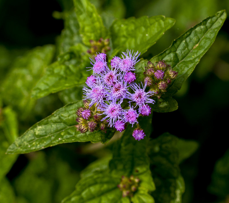 Ironweed