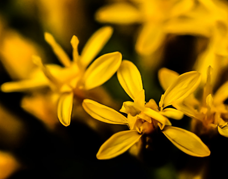 Goldenrod