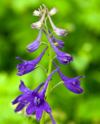 Trelease's Larkspur