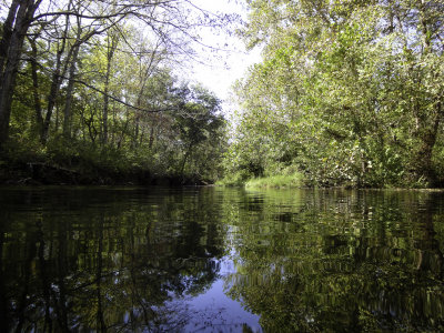 Blue Springs Creek