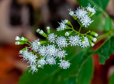 White Snakeroot