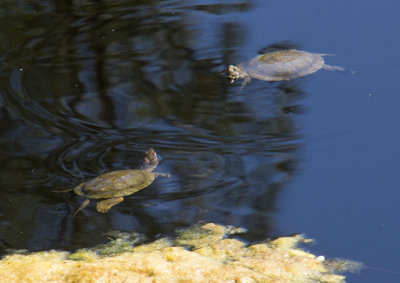 Wading Turtles