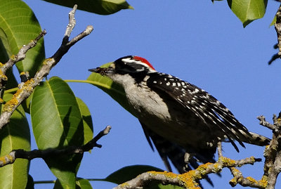 Woodpecker with grub