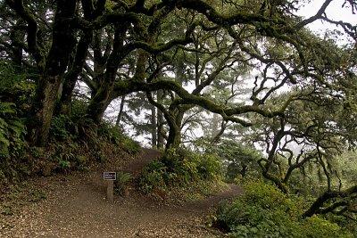 Hiking under the Oaks