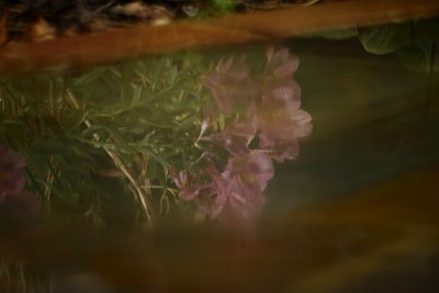 Peruvian Lily Reflection