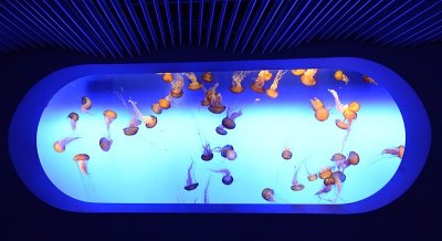 Jelly Fish World