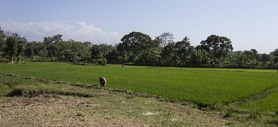 At the Rice Fields