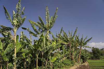 Banana Trees