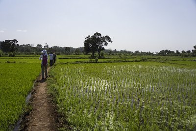 Walking between the Rice Fields