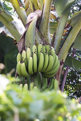 Fresh Bananas