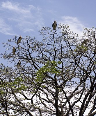 Storks by the Dump