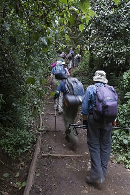 Gentle climb in the Rain forest.