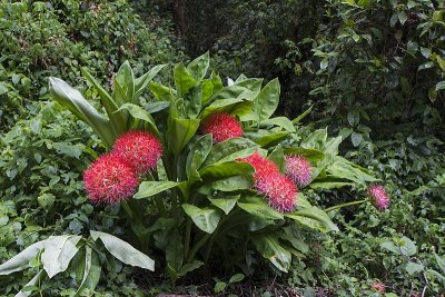 The Fireball Lily