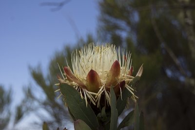 Protea flower