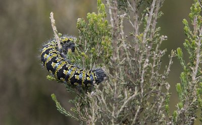 And a large colorful Catepillar