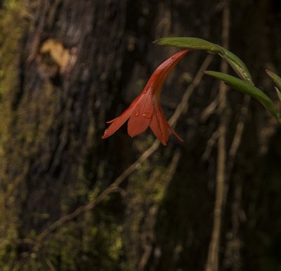 Gladiolous Watsonide