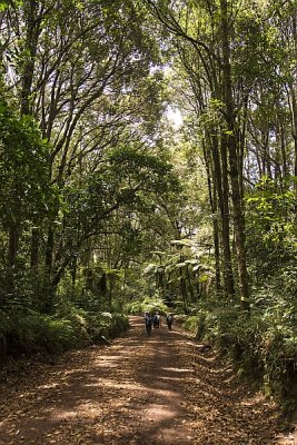 Under the Rainforest