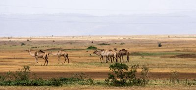 Camels belonging to the Maasai People