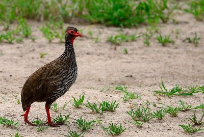 Red Necked Spur Fowl
