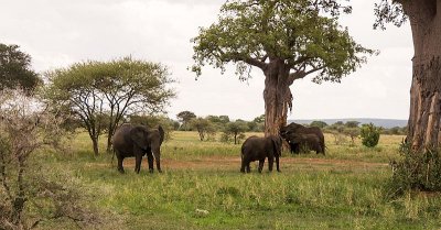 Elephants Goring Baobab Tree