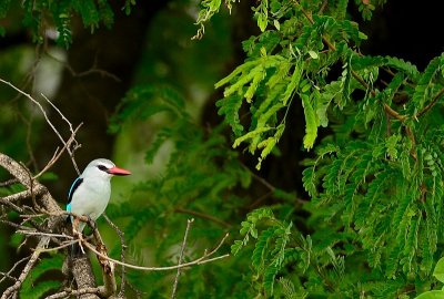 Woodland Kingfisher