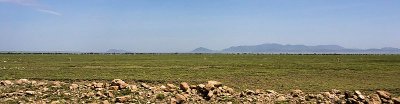 Serengeti Landscape