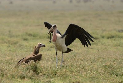 Buzzard and Stork at a Kill