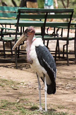 Naabi Hill Gate - Marabou Stork