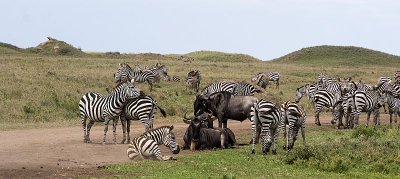 Zebras Wildebeest