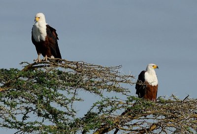 African Fish Eagles