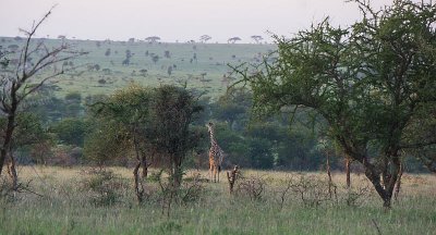 Day 3 - Wildlife Camp - Passing Giraffe