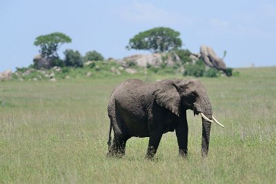 Passing Elephant