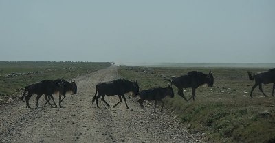 WildeBeest Migration