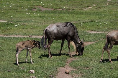 Newborn Wildebeest