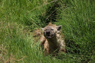 Grinning Hyena