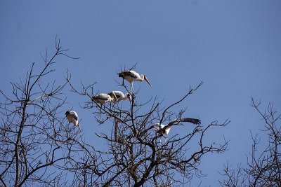 Storks at LakeManyara NP