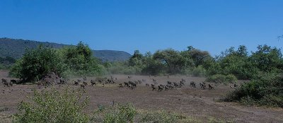 Baboon Stampede