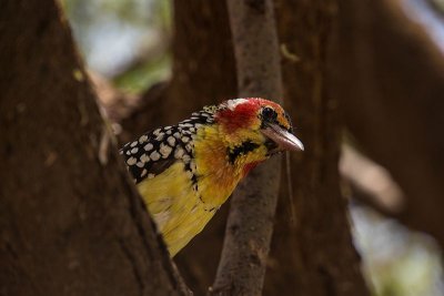Red And Yellow Barbet