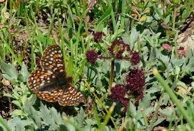 A Checkerspot Butterfly