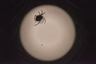 The Harvest Moon Spider