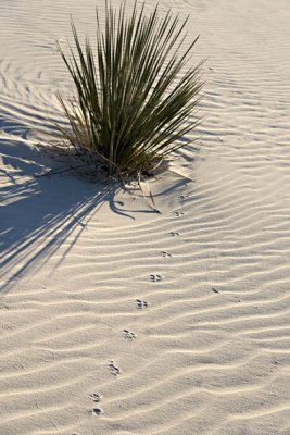 Kangaroo Mouse Tracks