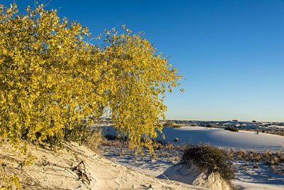 Autumn Cottonwood at the Dunes