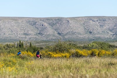 Lots of Wildflowers