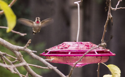 Thanks for refreshing the feeder