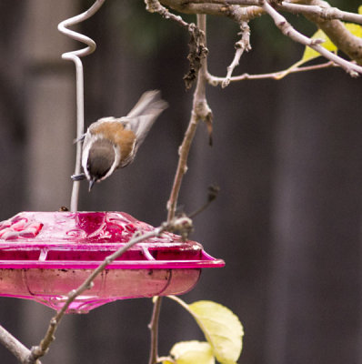 Chestnut-backed Chickadee Visiting the Feeder