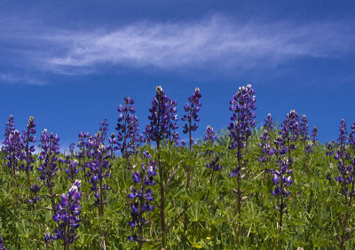 Lupines