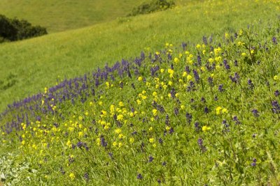 Lupines and Mustard