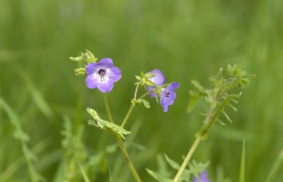 Fiesta Flower