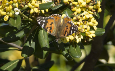 Spring Butterfly