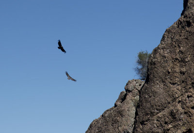 California Condors